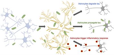 Astrocytic Propagation of Tau in the Context of Alzheimer's Disease